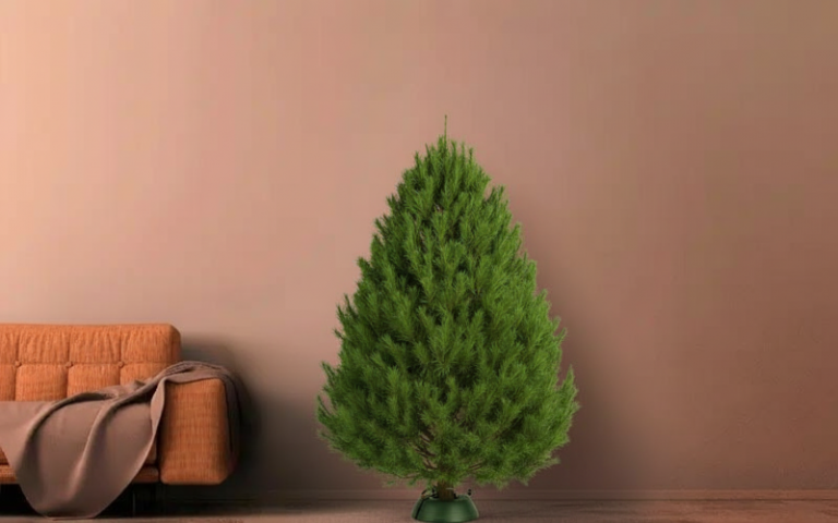 Живая канадская сосна на новый год в Москве