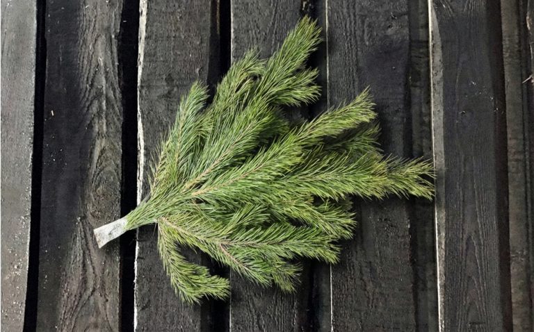 Сосновый лапник на новый год в Москве