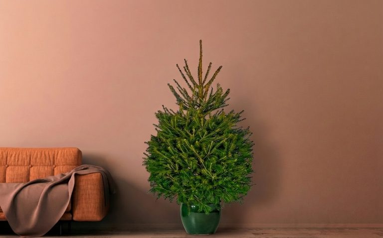 норвежская елка в горшке на новый год